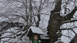 Tisíciletá lípa Klokočov (15 km) Více info