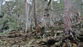 Slavická obora (6 km, 1 hod) Více info